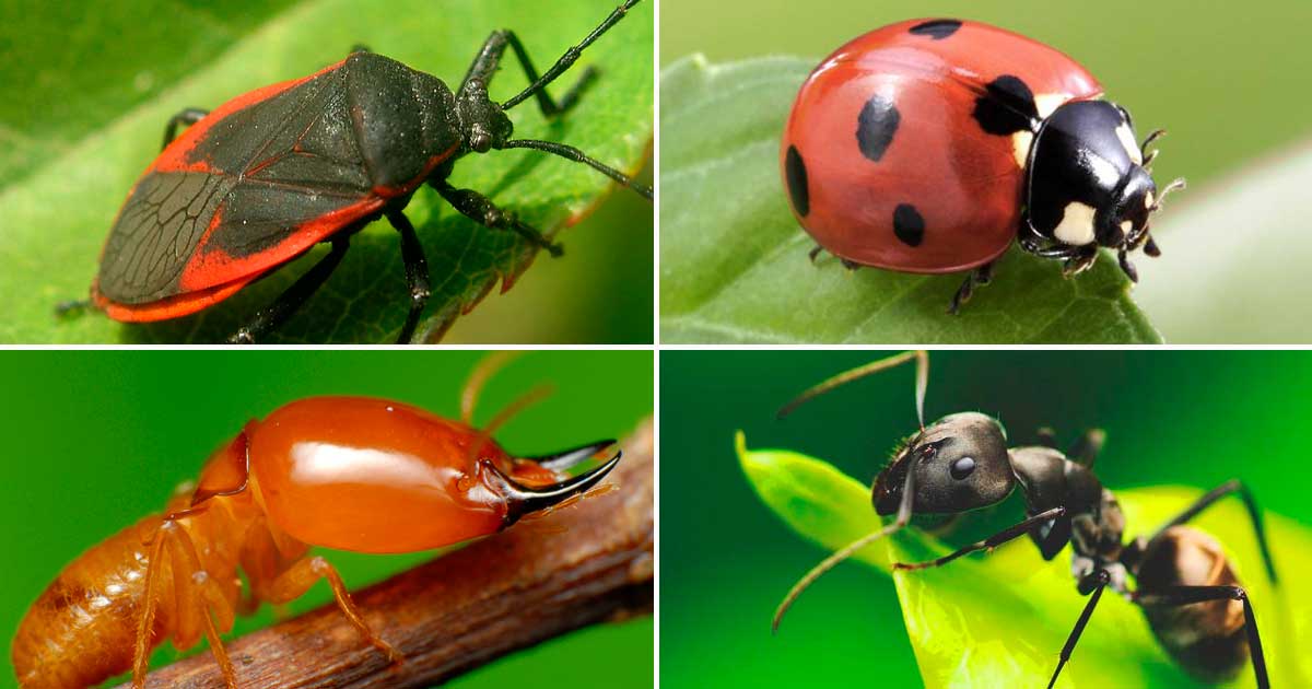 diferentes-tipos-de-insectos