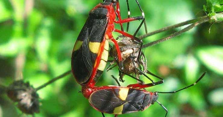Como se reproducen los insectos
