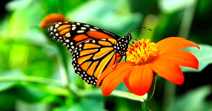 Alimentacion de la mariposa monarca
