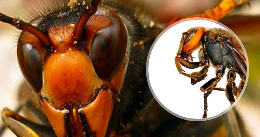 Avispa Asiatica