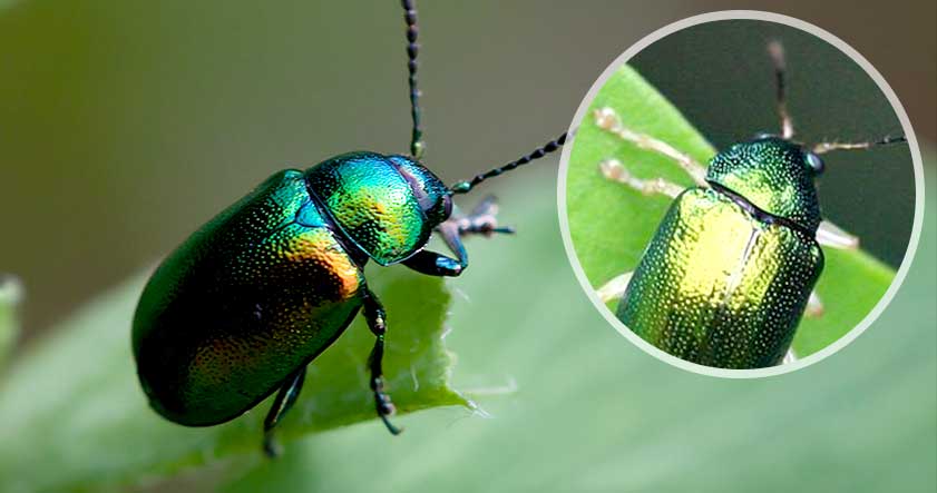 Escarabajo Verde