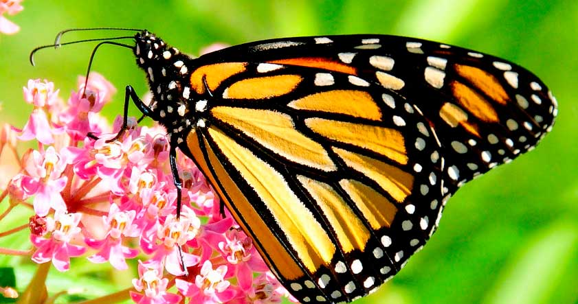 Mariposa monarca