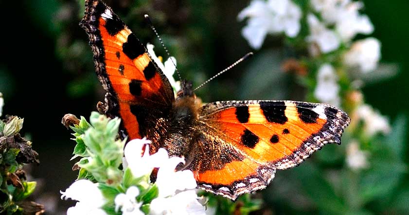 Migracion de la mariposa monarca