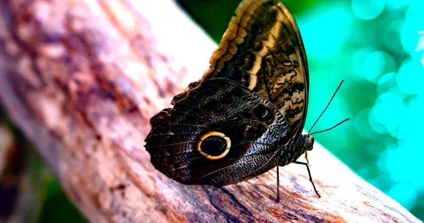 Caracteristica de la mariposa buho