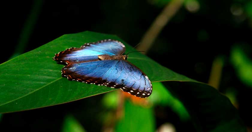 Comportamiento de la mariposa morpho azul