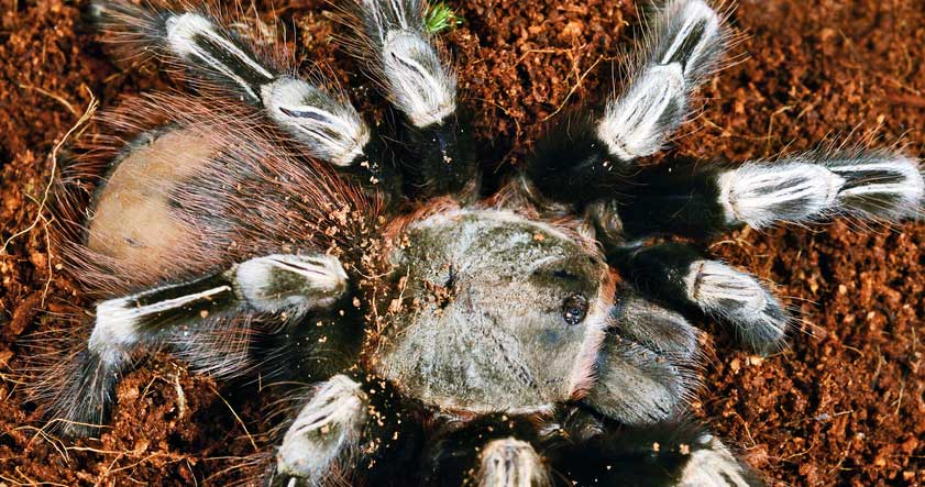 Reproducción de la araña golit